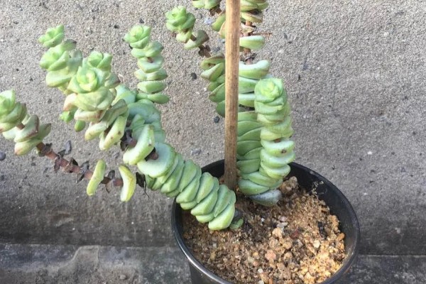 钱串为何叶子发黄,可能是土壤板结、施肥过多等因素造成