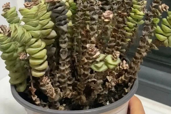 钱串为何叶子发黄,可能是土壤板结、施肥过多等因素造成