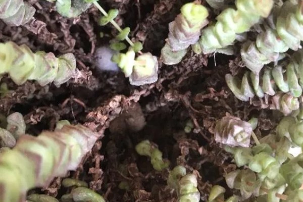 钱串为何叶子发黄,可能是土壤板结、施肥过多等因素造成