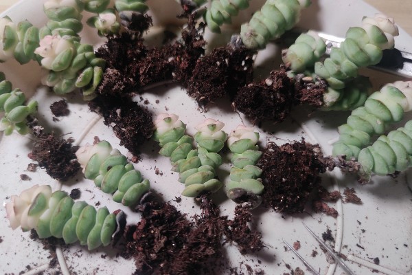 钱串为何叶子发黄,可能是土壤板结、施肥过多等因素造成