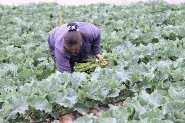 绿菜花的采收方法，在花球紧实、色绿时采收