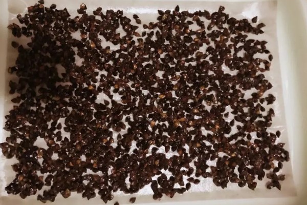 绿菜花的采收方法，在花球紧实、色绿时采收