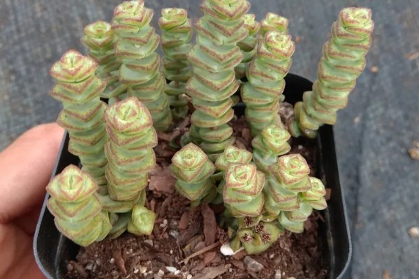 钱串为何叶子发黄,可能是土壤板结、施肥过多等因素造成