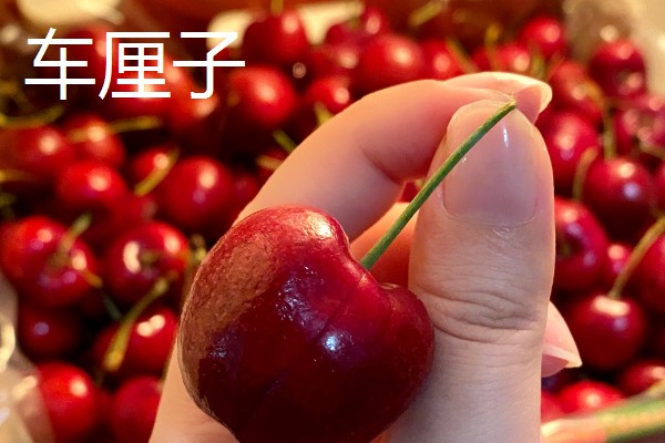 冬季水果有哪些，有车厘子、草莓等