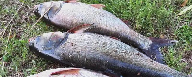 鲢鳙怎么钓底，感兴趣的味型就是酸臭味