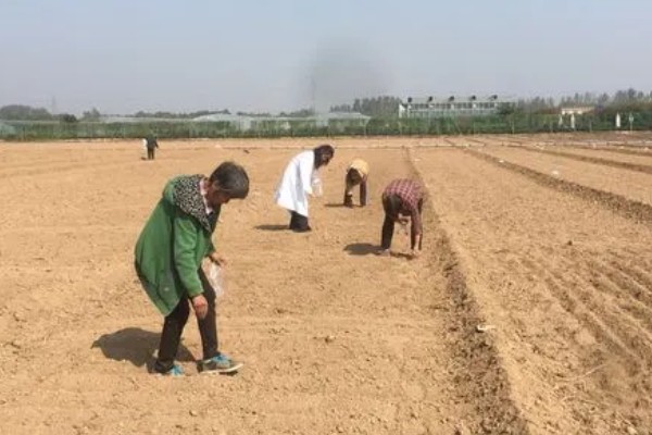 如何种桔梗花种子，需要先对其进行催芽处理