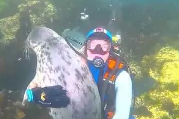 海豹喜欢抱人吗，对人类还是比较亲近的