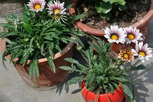 勋章花的养殖方法，养在通风明亮处可以促进开花