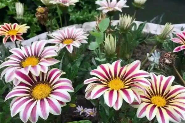 勋章花的养殖方法，养在通风明亮处可以促进开花