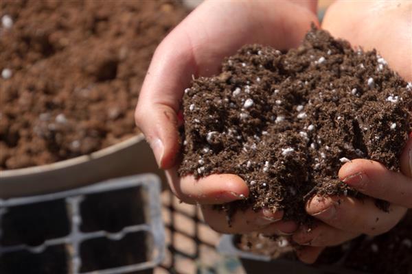 勋章花的养殖方法，养在通风明亮处可以促进开花