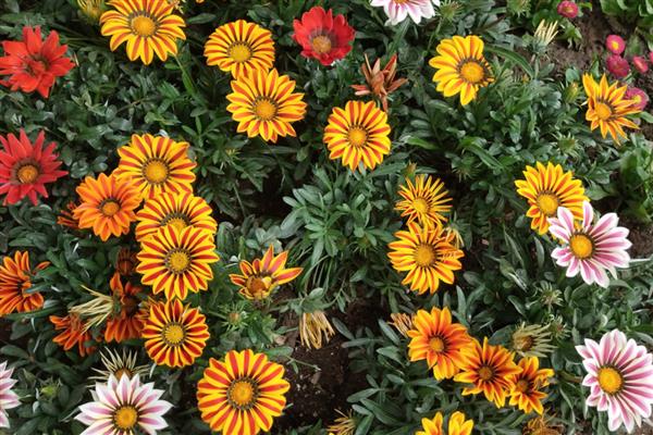 勋章花的养殖方法，养在通风明亮处可以促进开花