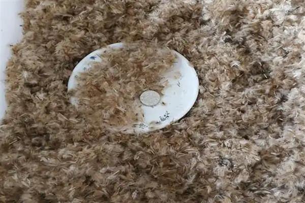 勋章花的养殖方法，养在通风明亮处可以促进开花