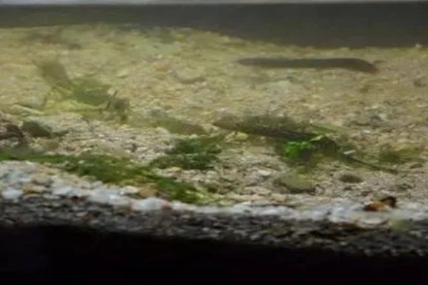 大花恐龙鱼好不好养，不易患病饲养难度低