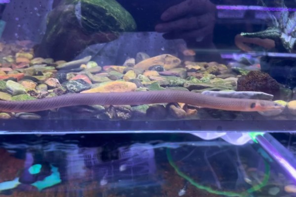 大花恐龙鱼好不好养，不易患病饲养难度低