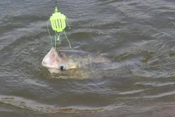 鲢鳙怎么钓底，感兴趣的味型就是酸臭味