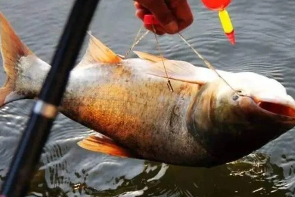 鲢鳙怎么钓底，感兴趣的味型就是酸臭味