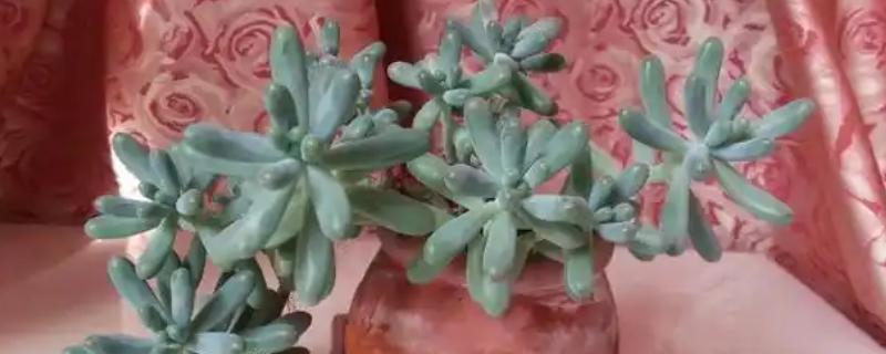 八千代老桩的养殖方法，生长期间适当添加腐熟的稀薄液肥