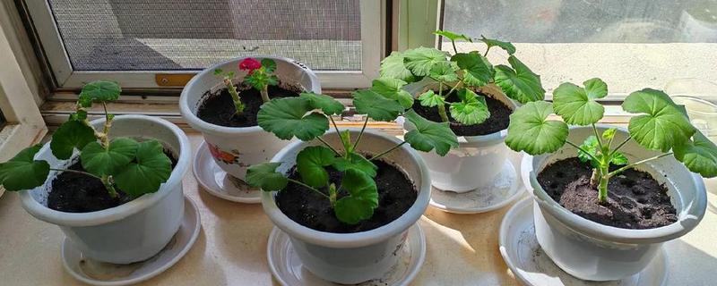 天竺葵花的扦插方法，通常在春秋季扦插