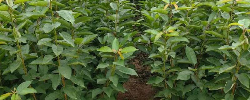 樱桃树苗怎么繁殖，以下4种方法经常使用