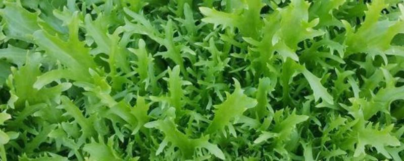 防治苦菊病虫害的方法，发生褐腐病可喷施甲基硫菌灵等药物