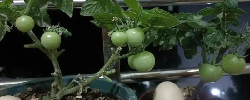 圣女果能不能播种，消毒暴晒后再撒播