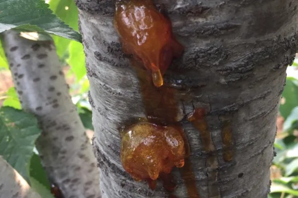 樱桃树苗怎么繁殖，以下4种方法经常使用