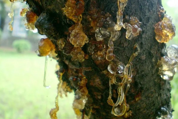 樱桃树苗怎么繁殖，以下4种方法经常使用