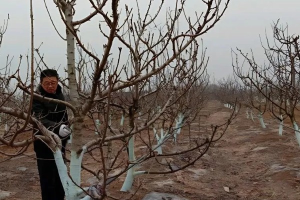 樱桃树苗怎么繁殖，以下4种方法经常使用