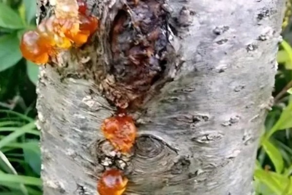 樱桃树苗怎么繁殖，以下4种方法经常使用