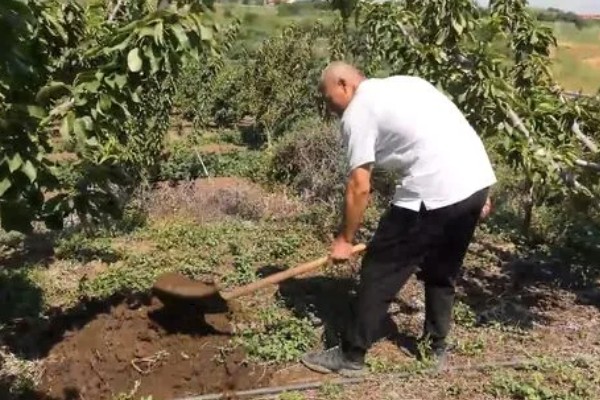 樱桃树苗怎么繁殖，以下4种方法经常使用