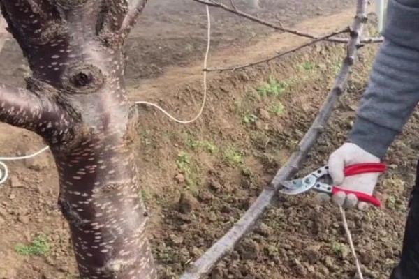 樱桃树苗怎么繁殖，以下4种方法经常使用