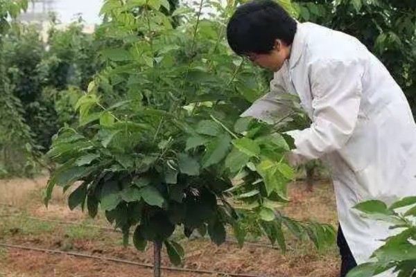 樱桃树苗怎么繁殖，以下4种方法经常使用