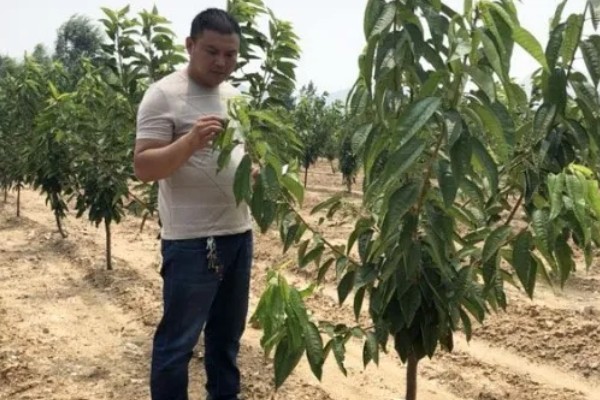 樱桃树苗怎么繁殖，以下4种方法经常使用