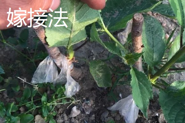 樱桃树苗怎么繁殖，以下4种方法经常使用