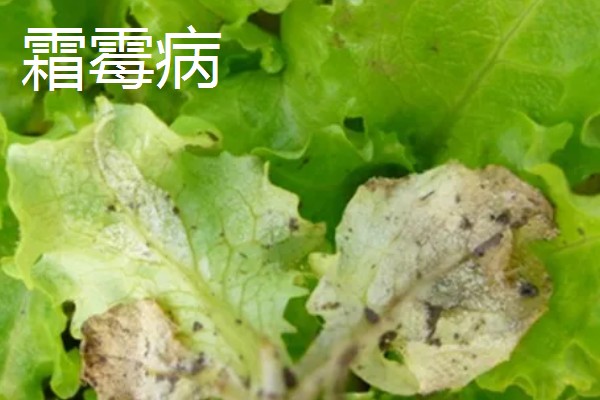 防治苦菊病虫害的方法,发生褐腐病可喷施甲基硫菌灵等药物