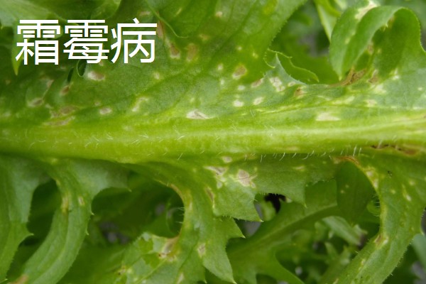 防治苦菊病虫害的方法,发生褐腐病可喷施甲基硫菌灵等药物