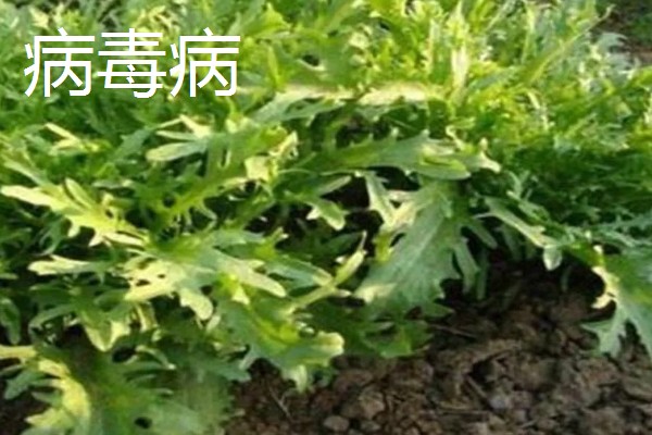 防治苦菊病虫害的方法,发生褐腐病可喷施甲基硫菌灵等药物