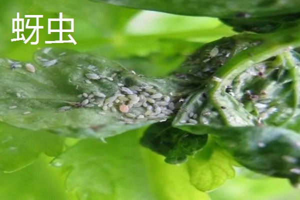 防治苦菊病虫害的方法,发生褐腐病可喷施甲基硫菌灵等药物