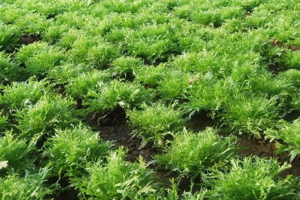 防治苦菊病虫害的方法,发生褐腐病可喷施甲基硫菌灵等药物