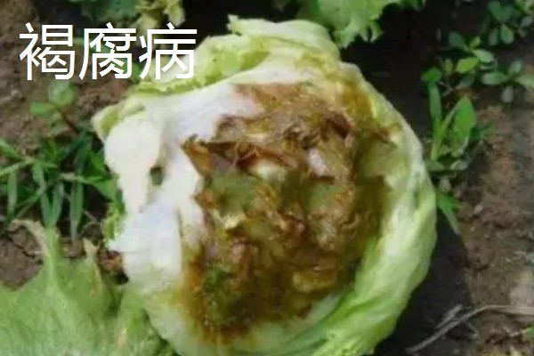 防治苦菊病虫害的方法,发生褐腐病可喷施甲基硫菌灵等药物