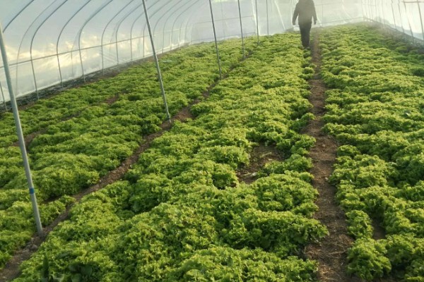 防治苦菊病虫害的方法,发生褐腐病可喷施甲基硫菌灵等药物