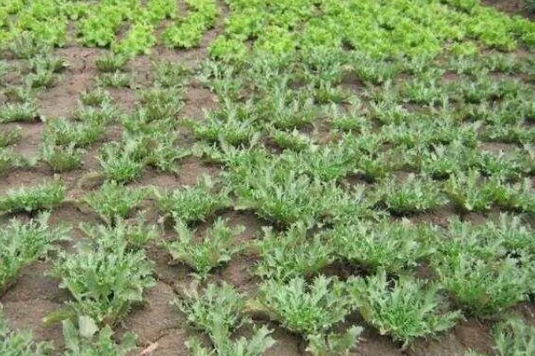 防治苦菊病虫害的方法,发生褐腐病可喷施甲基硫菌灵等药物