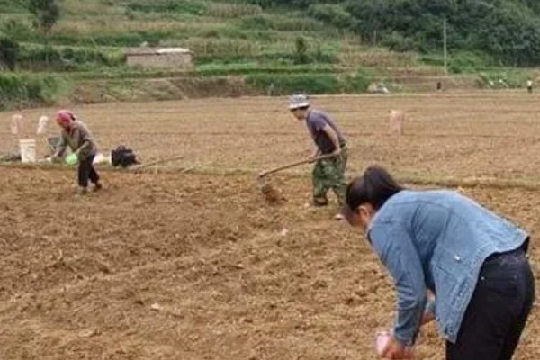 防治苦菊病虫害的方法,发生褐腐病可喷施甲基硫菌灵等药物