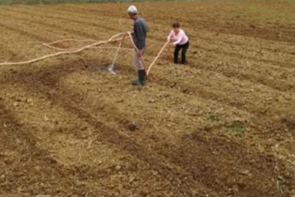 防治苦菊病虫害的方法,发生褐腐病可喷施甲基硫菌灵等药物