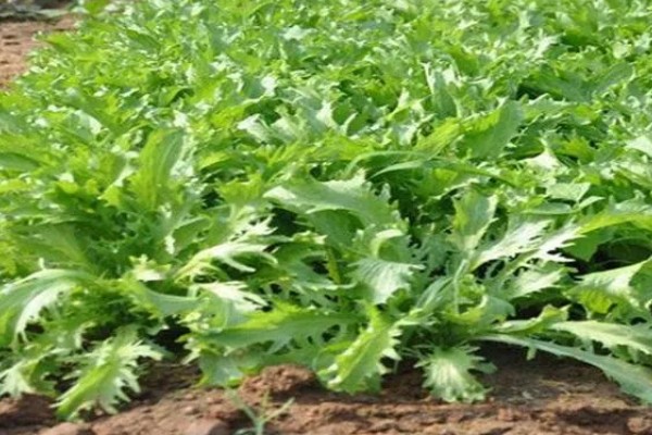 防治苦菊病虫害的方法,发生褐腐病可喷施甲基硫菌灵等药物