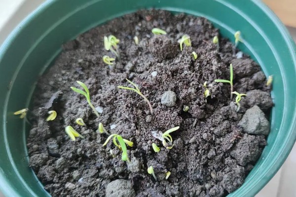 防治苦菊病虫害的方法,发生褐腐病可喷施甲基硫菌灵等药物