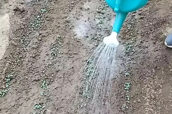 防治苦菊病虫害的方法,发生褐腐病可喷施甲基硫菌灵等药物