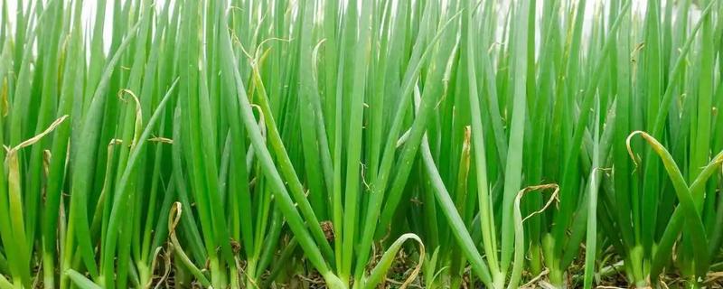 大葱的追肥时间，立秋、白露以后都可以追施