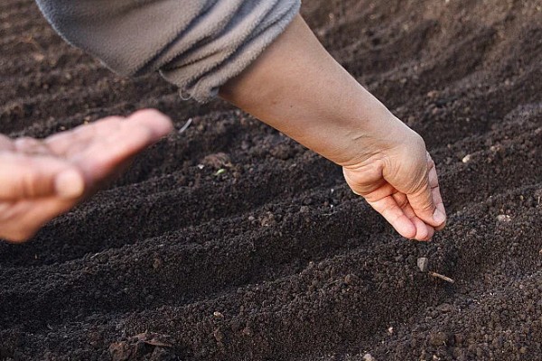 防治苦菊病虫害的方法,发生褐腐病可喷施甲基硫菌灵等药物
