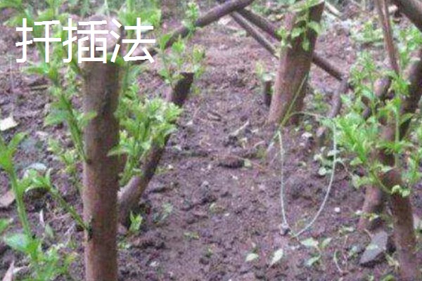 樱桃树苗怎么繁殖，以下4种方法经常使用